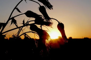 When is sunrise today? Full list of UK sunrise times for the rest of 2026