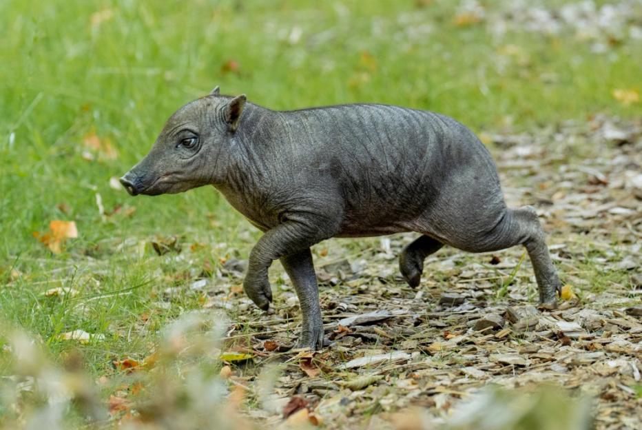 Endangered Animal Makes a Rare Debut at UK Zoo – Can You Guess What It Is?