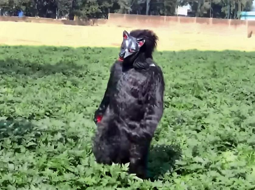 Farmers Don Bear Costumes to Frighten Off Potato-Loving Monkeys Raiding Their Homes
