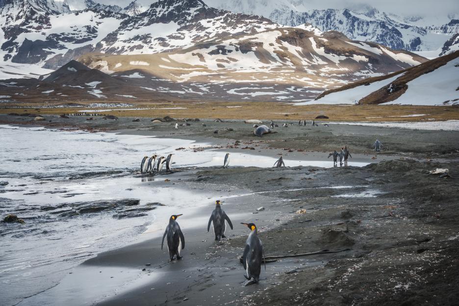 Elsehul Bay, South Georgia Island, with penguins and seals.