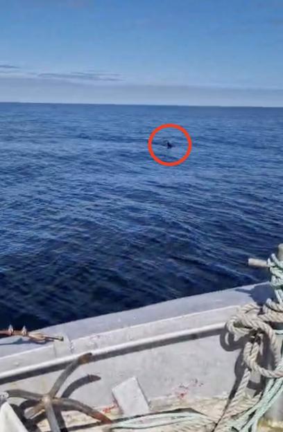 Story from Jam Press (Monster Giant Shark) Pictured: Video grab: The shark spotted patrolling off British Isles. VIDEO: Monster shark spotted patrolling off British Isles A monster shark believed t...