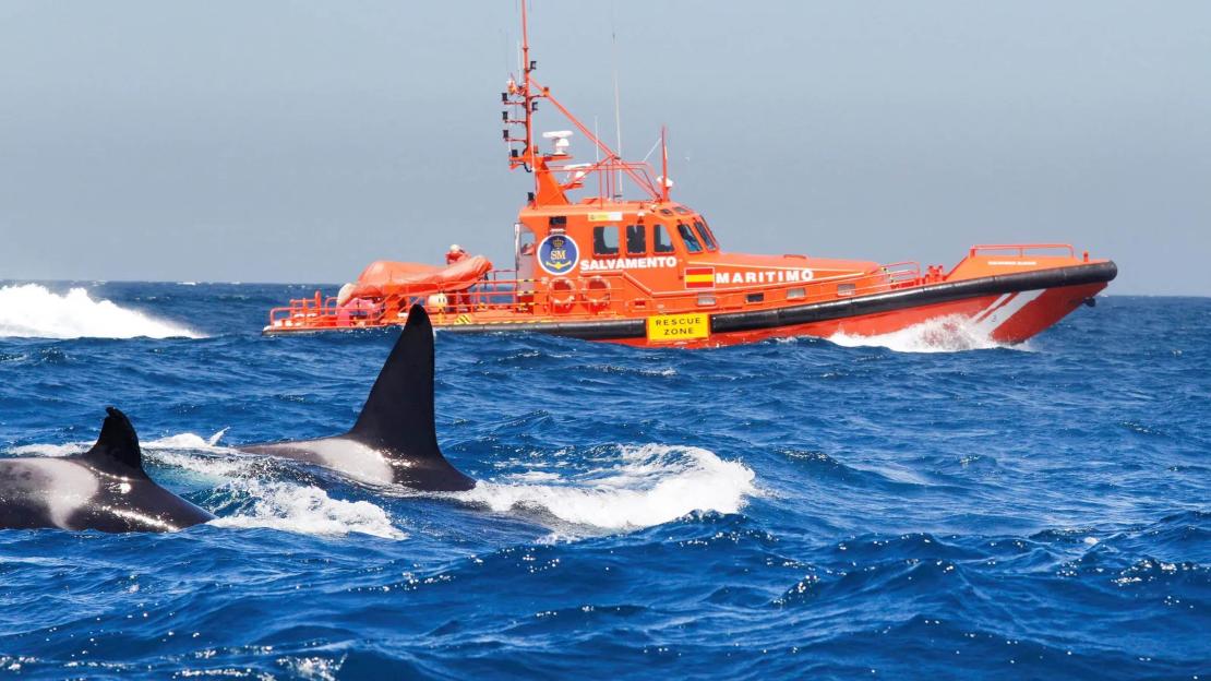 **FULL COPY BY NATALIA PENZA natypenza@gmail.com**.-TEL: +34 659 567 821** .A group of ORCAS have sunk a sailing yacht off Spains north-west coast of Spain after ramming another two in the same area.