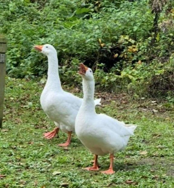 Two white geese stand on green grass, one with its head raised as if honking.