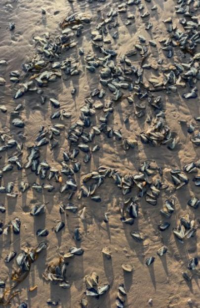 Hundreds of Velella sea creatures washed up on a sandy beach.