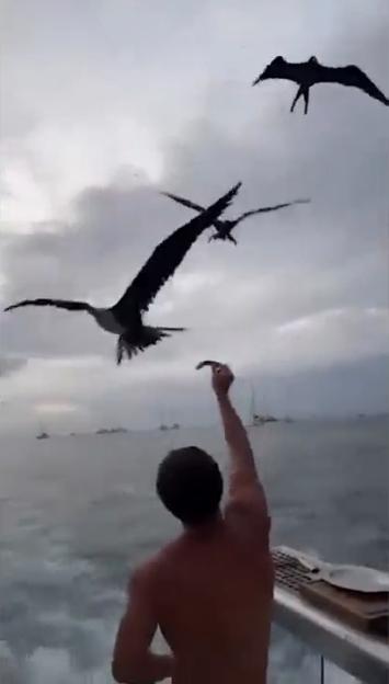Influencer Hit with Shocking Six-Figure Fine for Feeding Birds on Boat Trip with Friends