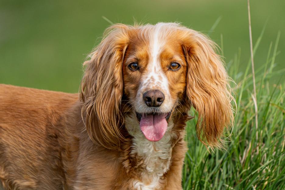 Portrait of a cocker spaniel.