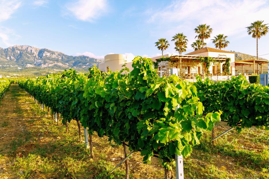 Hatziemmanouil Vineyards on the island of Kos in Greece, with mountains and a building with palm trees in the background.