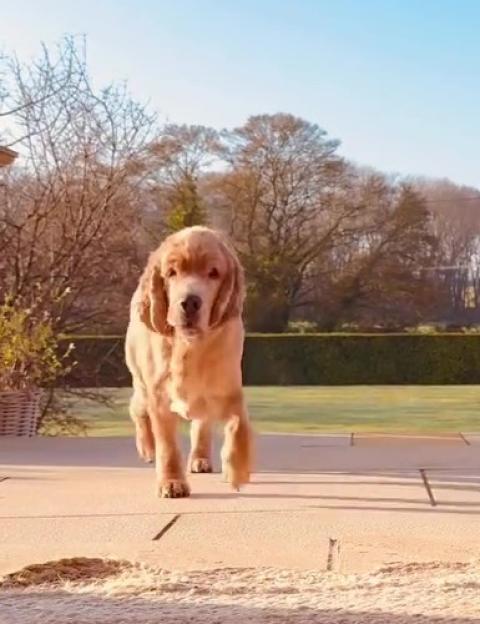 A golden cocker spaniel trots across a paved patio toward the camera, with a green lawn and trees in the background.