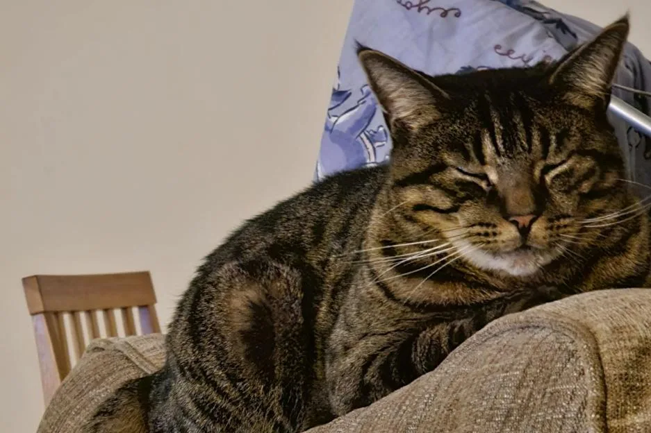 Missing cat’s severed tail posted through owners’ letterbox as woman distraught following death of tabby & 3 arrested