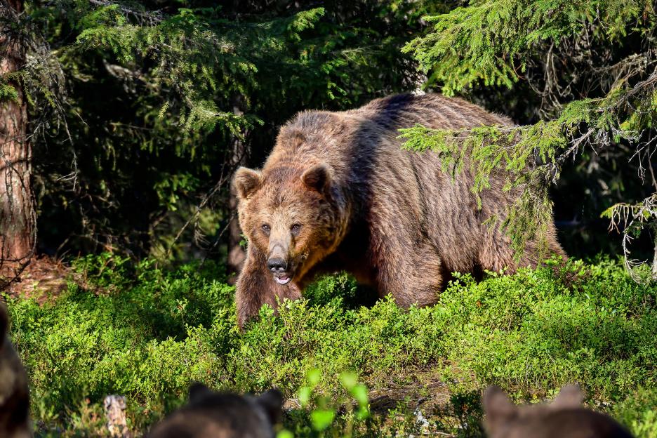 A large brown bear emerging from a dense forest.