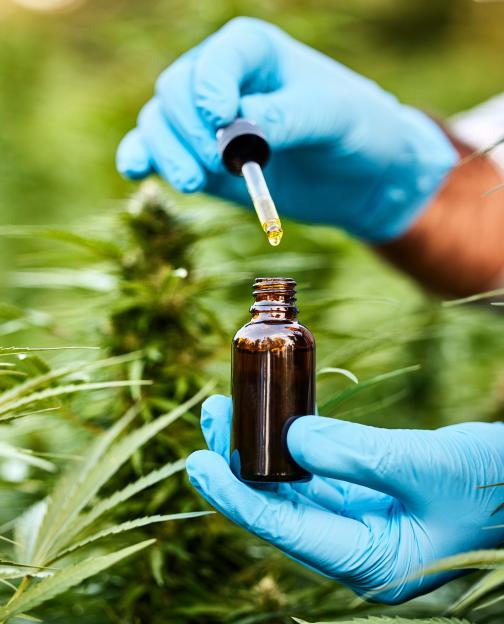 Hands in blue gloves holding a dropper and bottle of CBD oil in a cannabis plant field.