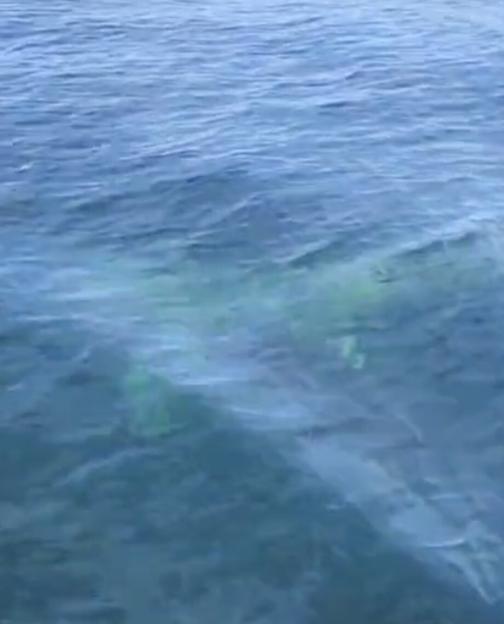 VIDEO: Monster shark spotted patrolling off British Isles
