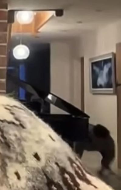 A man in a dark top and trousers crawls on all fours past a grand piano.