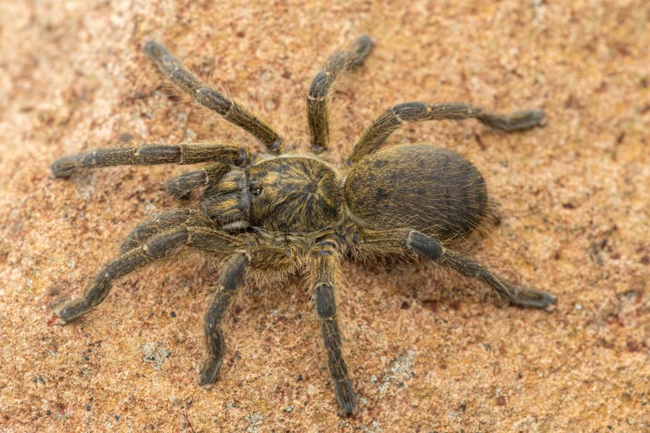 Highveld Baboon Spider (Harpactira hamiltoni) on a rocky grassland.
