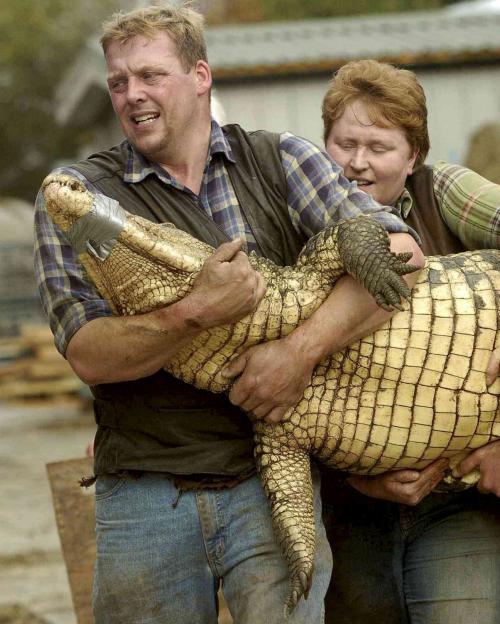 Two nervous men carrying a 400lb crocodile with its jaws bound with masking tape.