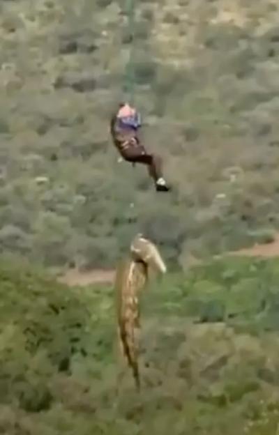 After the prime suspect crocodile was shot dead by a wildlife ranger Captain Johan "Pottie" Potgieter was lowered to the corpse on a crocodile infested island and attached a harness under its front legs and was airlifted along with the 15ft predator
