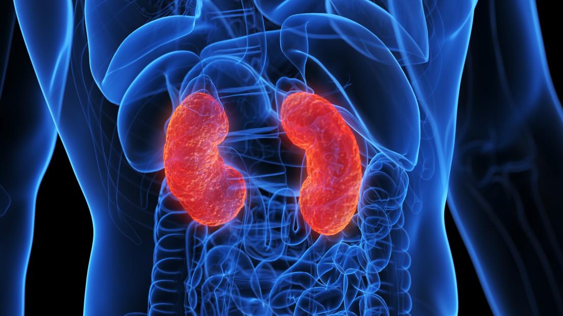 Illustration of inflamed kidneys shown in red, within a transparent blue outline of the human torso.