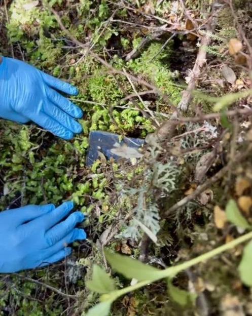 A person wearing blue gloves retrieves a small black object from mossy ground.