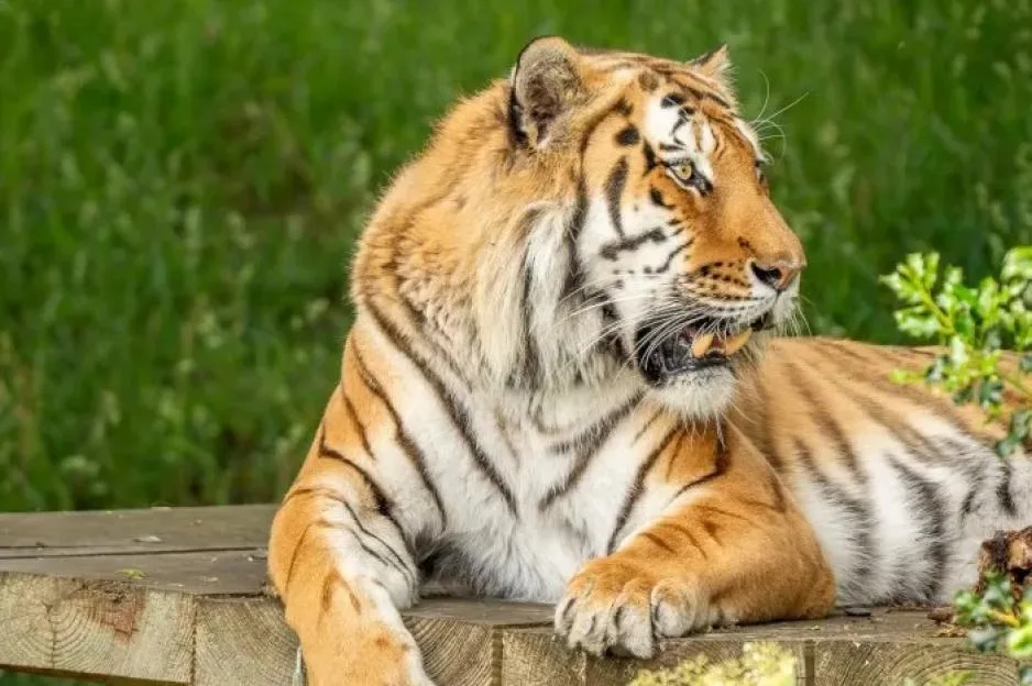 Yorkshire Wildlife Park ‘evacuated’ after ‘man jumps into tiger enclosure’ as zoo confirms ‘serious incident’