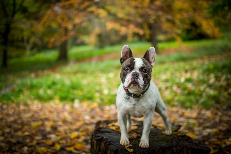A French Bulldog stands in an autumnal woodland setting.
