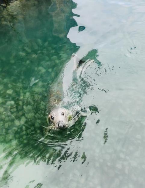 A seal swimming in clear green water.
