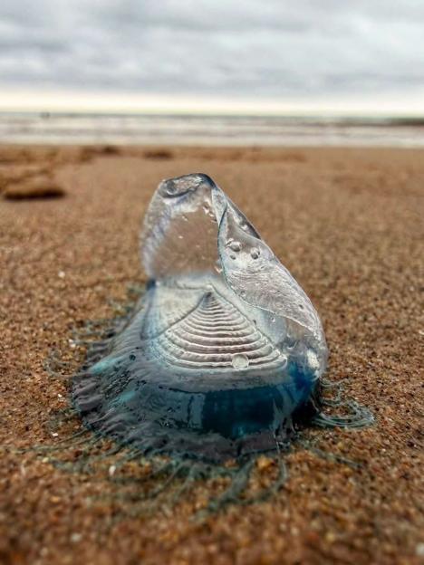 A by-the-wind-sailor, a jellyfish-like creature, washed up on a beach.