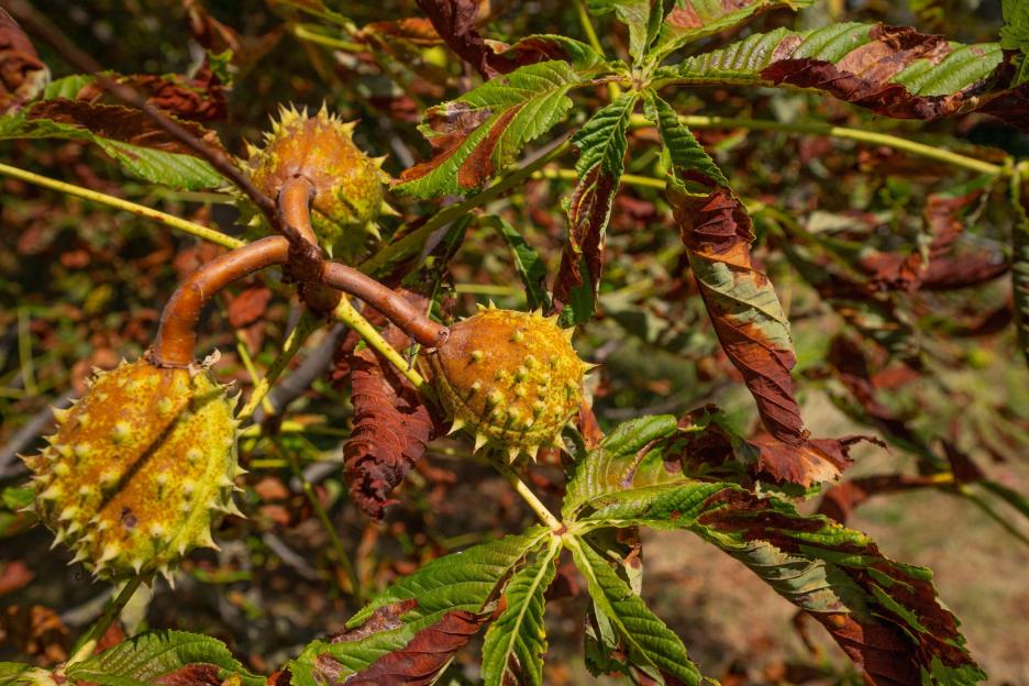 Three horse chestnut fruits with spiky husks hang from a branch with green and brown leaves.