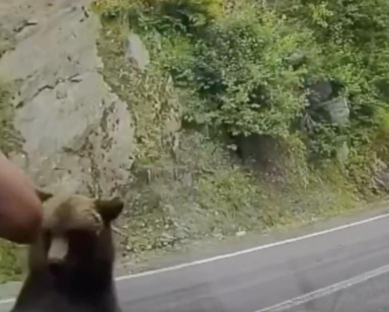 VIDEO: Moment wild bear creeps up on distracted tourist taking selfies