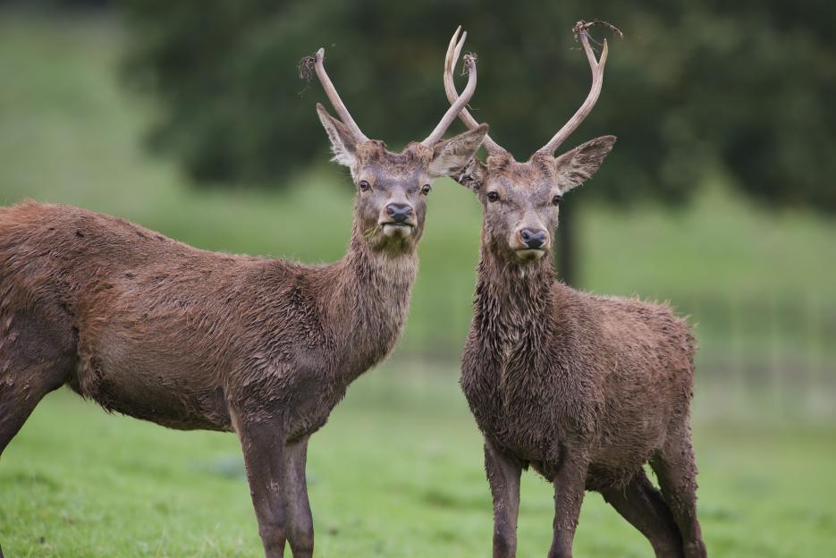 Game-Changing Discovery: Deer Antlers Heal Broken Bones in Days – A Potential Treatment for Humans!