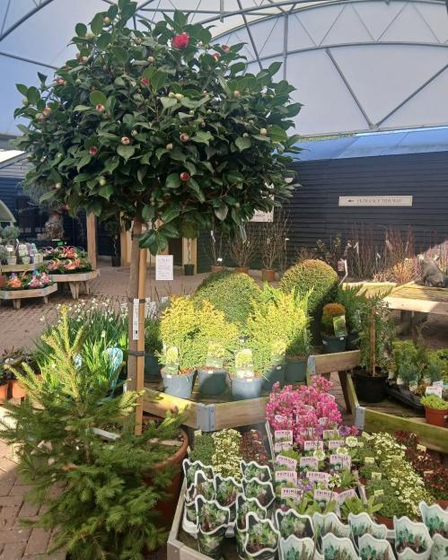 A large camellia tree with red blossoms and buds in a plant nursery.