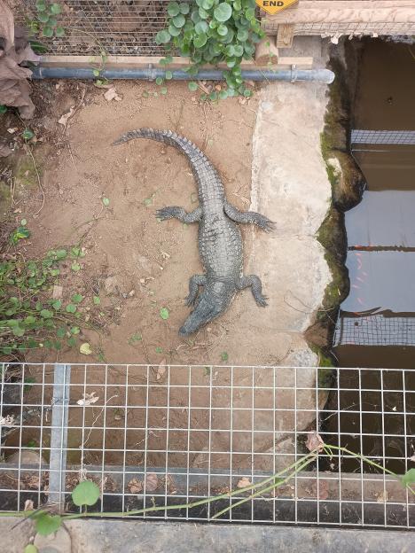 Crocodiles in an enclosure at Johnsons of Old Hurst