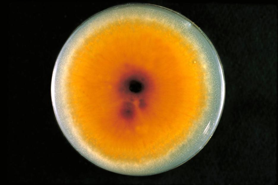 a close up of a yellow circle with a hole in the middle