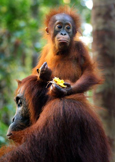 Tanjung Puting National Park in Kalimantan, Indonesia
