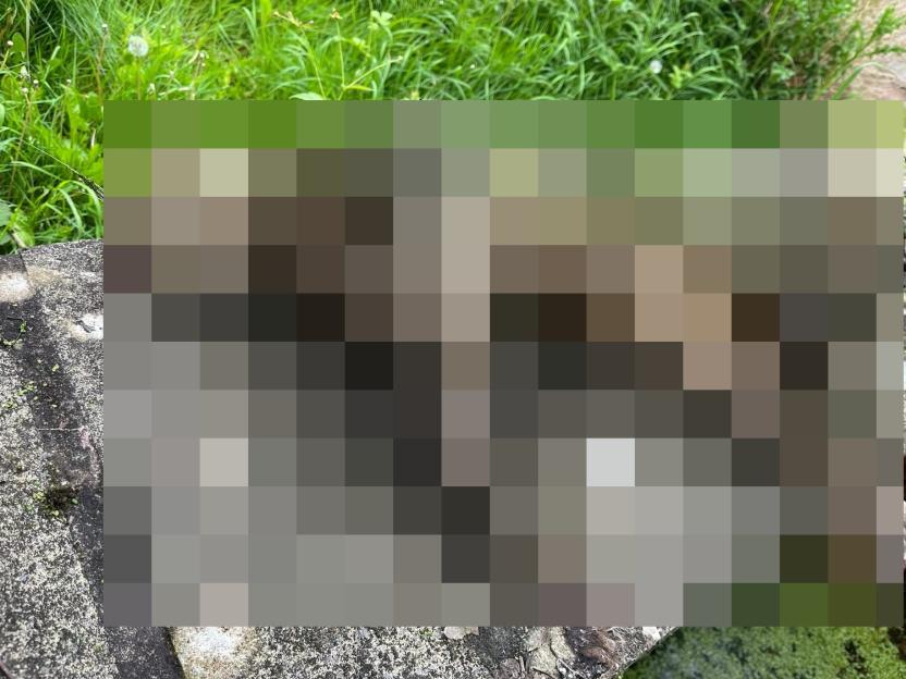 Dead cats found in a garden pond.