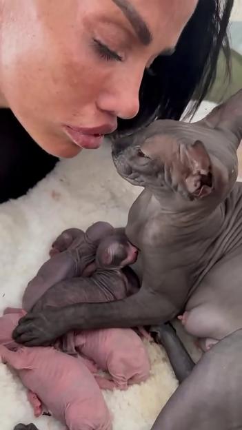 Katie Price Shares Heartwarming News: Her Hairless Sphynx Cat Welcomes More Kittens Amidst Recent Pet Losses