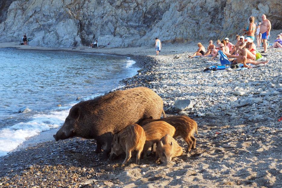 FRANCE-ANIMAL-OFFBEAT