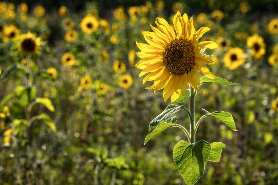 sunflower