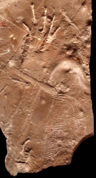 Fossilized impression of reptile skin with scales and a possible cloacal opening.