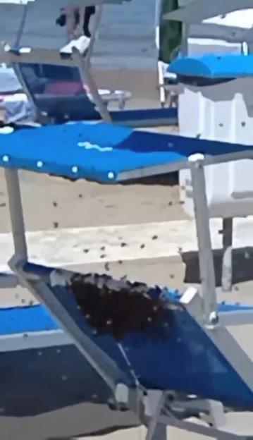 VIDEO: Tourists flee beach as thousands of bees swarm parasol