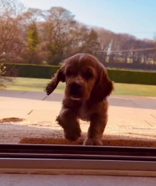 A small, brown cocker spaniel puppy walking towards the camera, with a bright blue sky and trees in the background.