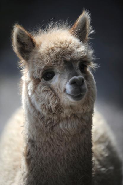 Face of an alpaca on a farm in Devon, UK.