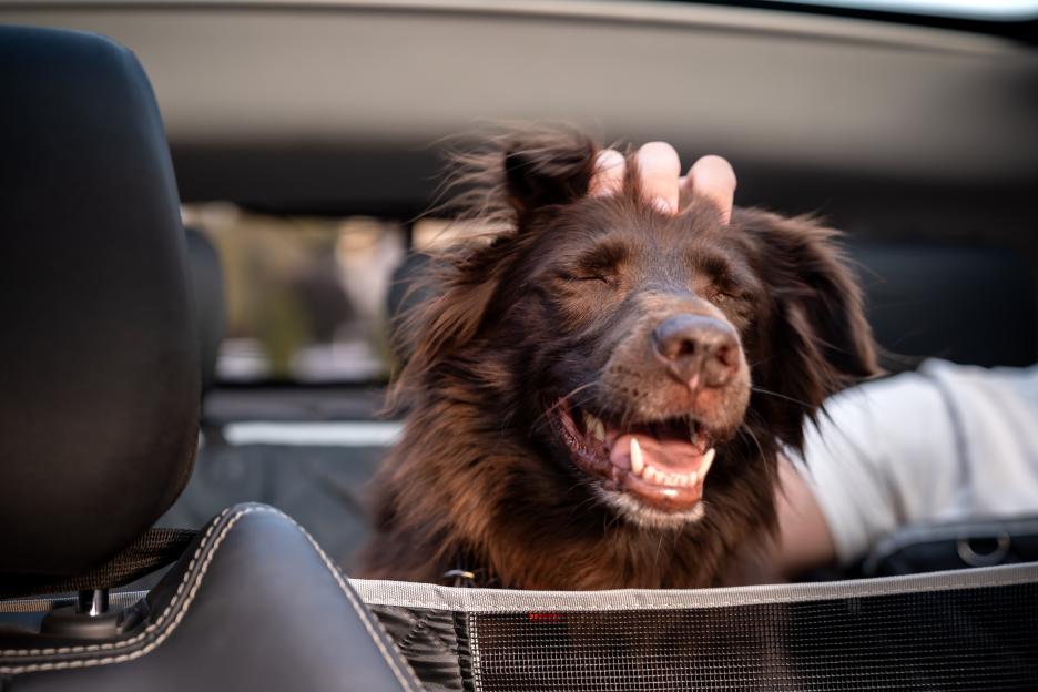 Big Changes Ahead: New Pet Regulations Impacting 4 Million Homes in England Starting Next Month!