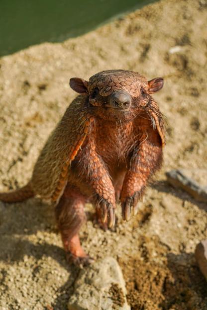 Unveiling SunSport's Psychic Armadillo: Discover How This Mystic Creature Predicts England's Journey in World Cup 2026!