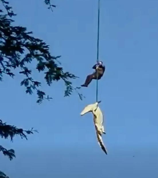 After the prime suspect crocodile was shot dead by a wildlife ranger Captain Johan "Pottie" Potgieter was lowered to the corpse on a crocodile infested island and attached a harness under its front legs and was airlifted along with the 15ft predator