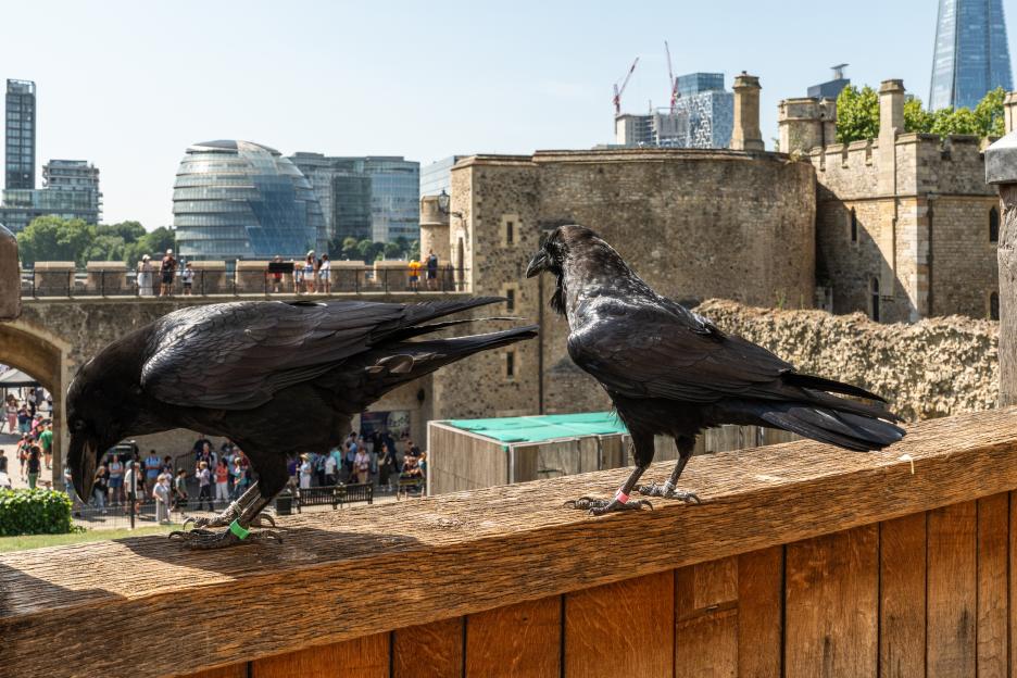 Two ravens on a wooden railing at the Tower of London, with modern buildings in the background.