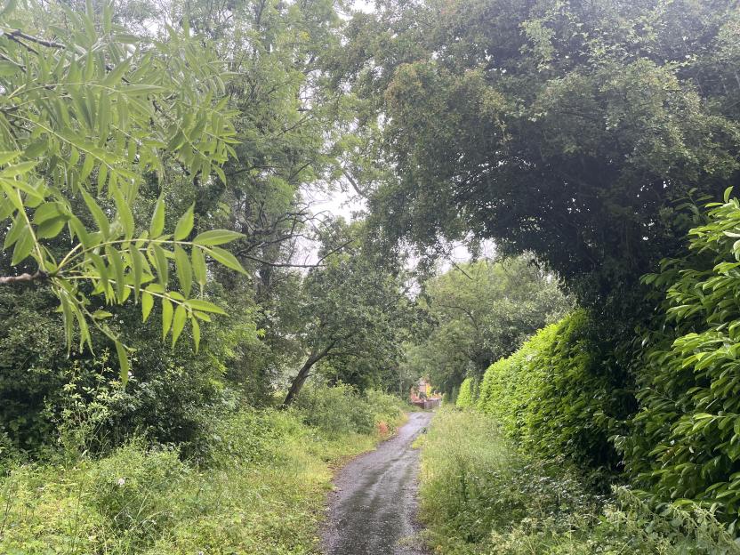 A wet footpath surrounded by dense green foliage and trees, leading toward a distant building.