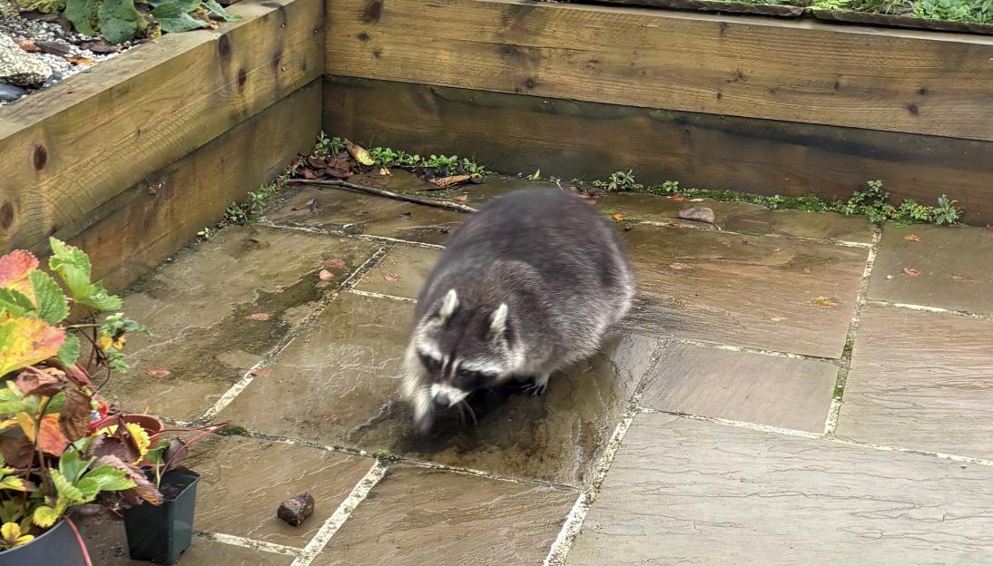 Raccoon on the loose spotted roaming freely in woman's garden