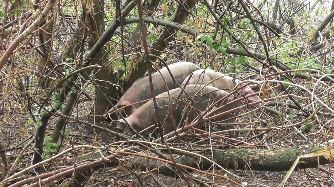 Lord Haw Haw, William Joyce, headshot.