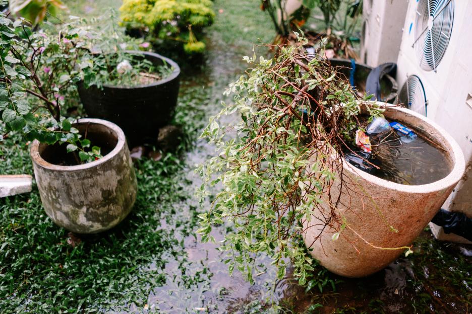 Rescue Your Plants from Drowning After Drought with This 40p Kitchen Tool!