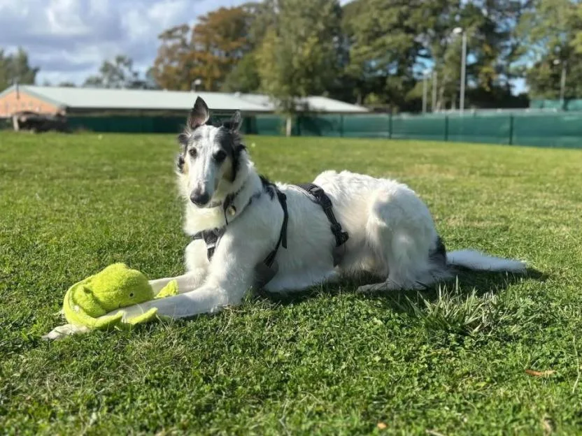 Anya the Borzoi lying on the grass at the RSPCA's Felledge Animal Centre, resting her paw on a green toy.